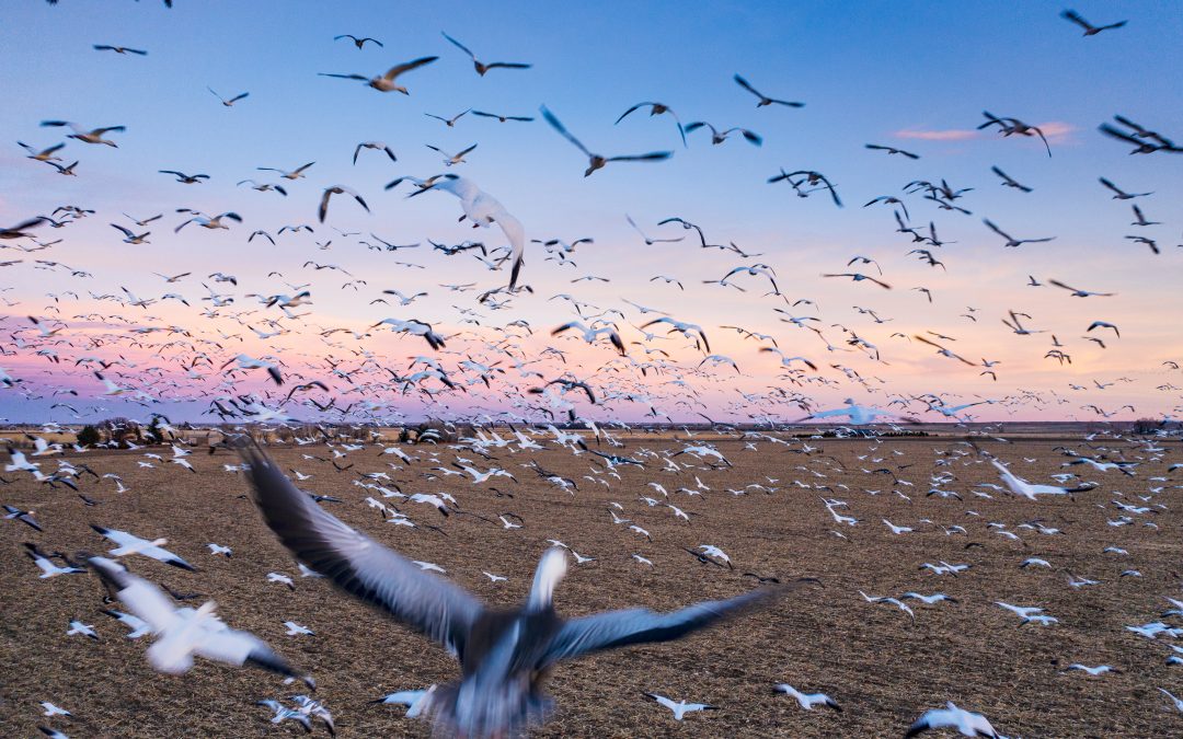 Spring Activities and Events in the Sandhills, Nebraska: The Sandhill Crane Migration